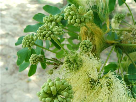 Albizzia lebbek